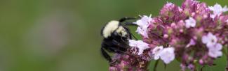 bumble bee oregano